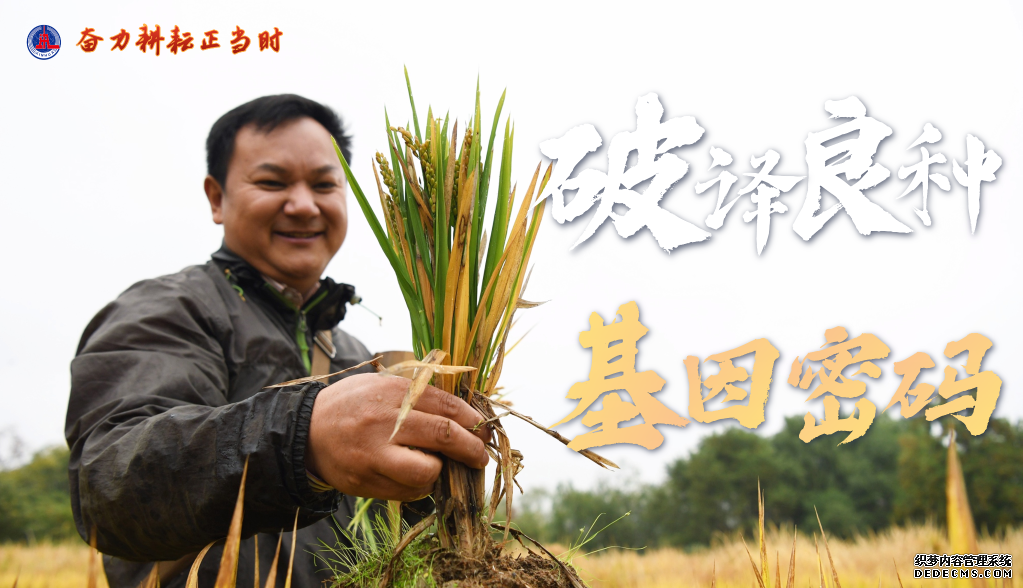 <strong>奋力耕耘正当时——农业强国建设一线的</strong>